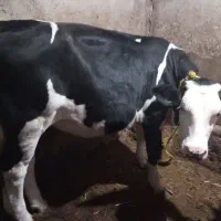 دو راس گوساله ماده