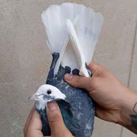 ۱۰عدد کفتر پرشی ساعت سنگین یکجا
