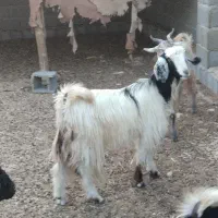 تعداد ۱۵عدد بز جهت فروش