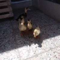 4 عدد اردک زبر و زرنگ