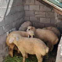 ۴عدد کوسفند نر سرحال وخوش حراک هر دو عدد ۳۲۰۰۰۰۰۰
