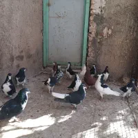 تعدادی چپ و راست|پرنده|پاسارگاد, |دیوار