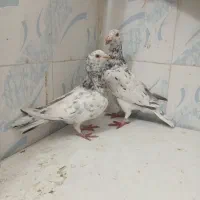 کبوتر|پرنده|سبزوار, هویزه|دیوار