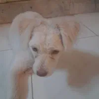 واگذاری|سگ|اصفهان, اشکاوند|دیوار