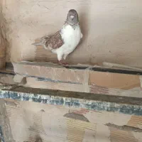 کبوتر گرفتنی