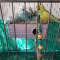 پرنده|پرنده|سنندج, |دیوار