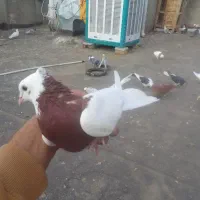 طوقی|پرنده|نیشابور, مازول|دیوار