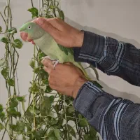 شاه طوطی ماده دستی سخنگو|پرنده|قم, انصارالحسین|دیوار