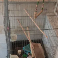 قفس بزرگ و قفس جفت کن