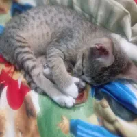 گربه گمشده