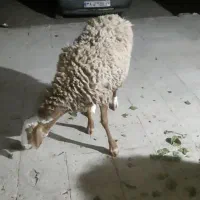 میش ابست فروشی