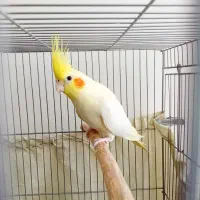 عروس هلندی نر|پرنده|گلبهار, شهر جدید گلبهار|دیوار