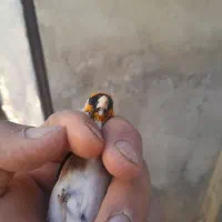 سهره نر چونه سفید مست مست دو ساله