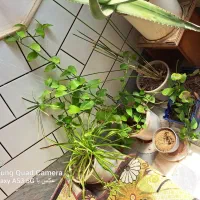 گل طبیعی هر گلدان ۱۰۰|گل و گیاه طبیعی|ساوه, |دیوار