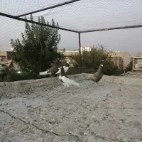 کفتر|پرنده|شیراز, شهرک گلها|دیوار