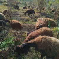 بره نر کشتاری