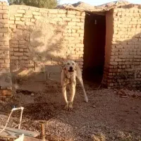 سگ پژدرنروماده|سگ|ایوانکی, |دیوار