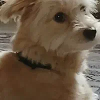 سگ گمشده|حیوانات|گالیکش, |دیوار