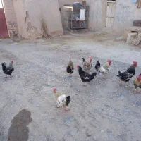 خروس محلی|حیوانات مزرعه|باروق, |دیوار