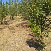 زمین آبی.اراضی و باغی|فروش زمین و ملک کلنگی|هیر, |دیوار