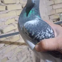 کفتر یا کبوتر