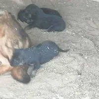 توله سگ ژرمن اصل|سگ|حمیدیا, |دیوار