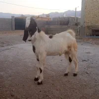 کهره بذری بره بز میش قوچ|حیوانات مزرعه|کوار, |دیوار