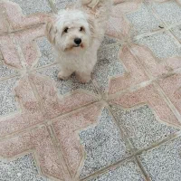 سگ باهوش نر|سگ|قره پشتلو, |دیوار