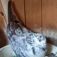 کبوتر گمشده