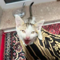 واگذاری گربه بازیگوش|گربه|بوکان, |دیوار