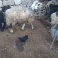 میش داشتی وبیگ تخمی بفروش می‌رسد