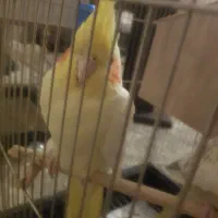 عروس هلندی مولد و مرغ عشق|پرنده|تهران, افسریه جنوبی|دیوار