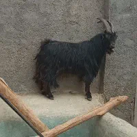 نربزدوساله گوش برنجی شاخ انبری. قوچ  تخمی سه ساله|حیوانات مزرعه|خمین, |دیوار