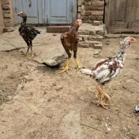 جوجه لاری ۴ ماهه