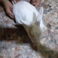 خرگوش نر اهلی باهوش