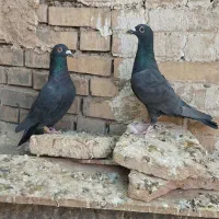 کبوتر نرماده پلاکی دورگ|پرنده|شوشتر, |دیوار