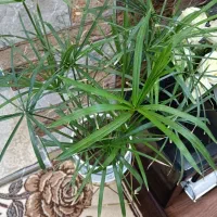 نخل مرداب جوان