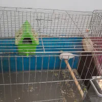 ۲ جفت فنج مولد همرا با تخم هاشون|پرنده|باسمنج, |دیوار