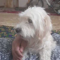 سگ شیتزو خوشکل|سگ|زابل, |دیوار