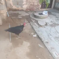 بوقلمون کرچ سالم معاوضه با مرغ