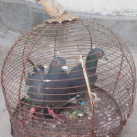 کبوتر عالی