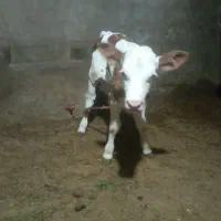 گوساله