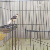 جونه نرابلغ سرخ سالم وسرحال