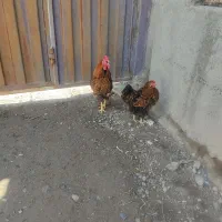 مرغ و خروس ویاندوت