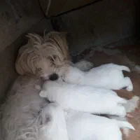 فروش ۴عددتوله پشمی ریز|سگ|داراب, |دیوار