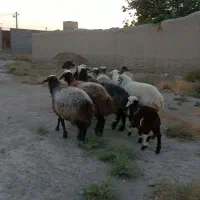 ده راس میش جوان شیشک بخته شیره دار