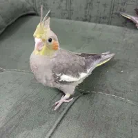 جوجه عروس هلندی