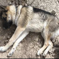 سگ نژاد ژرمن یک ساله|سگ|اردل, |دیوار