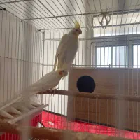 عروس هلندی لوتینوجفت
