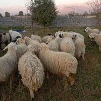 میش آبستن وبره ماده